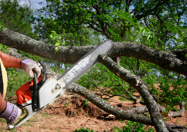 The Steps Involved in Our Tree Care Process in Goose Creek Village, VA